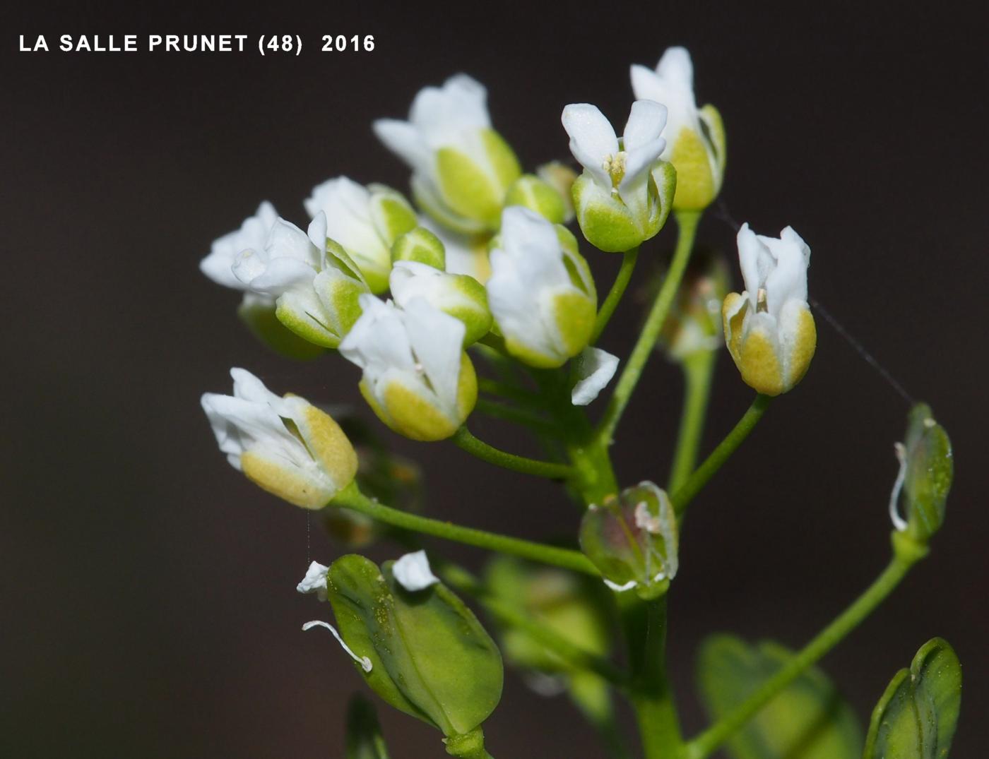 Pennycress flower